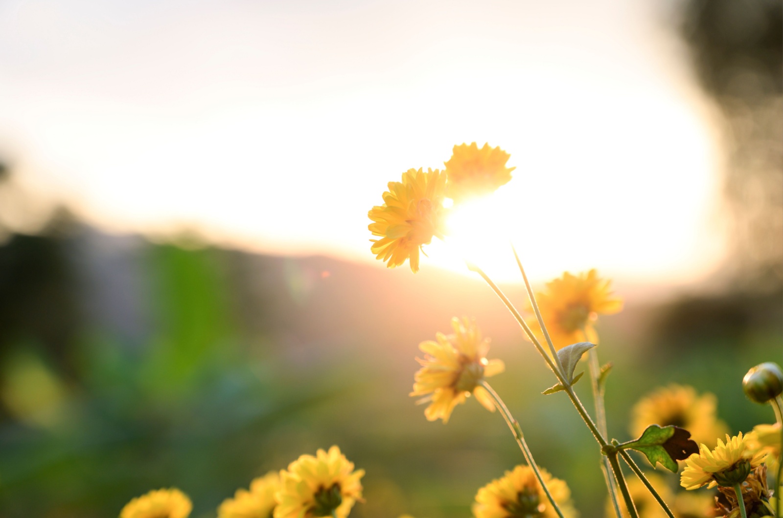 yellow chrysanthemums