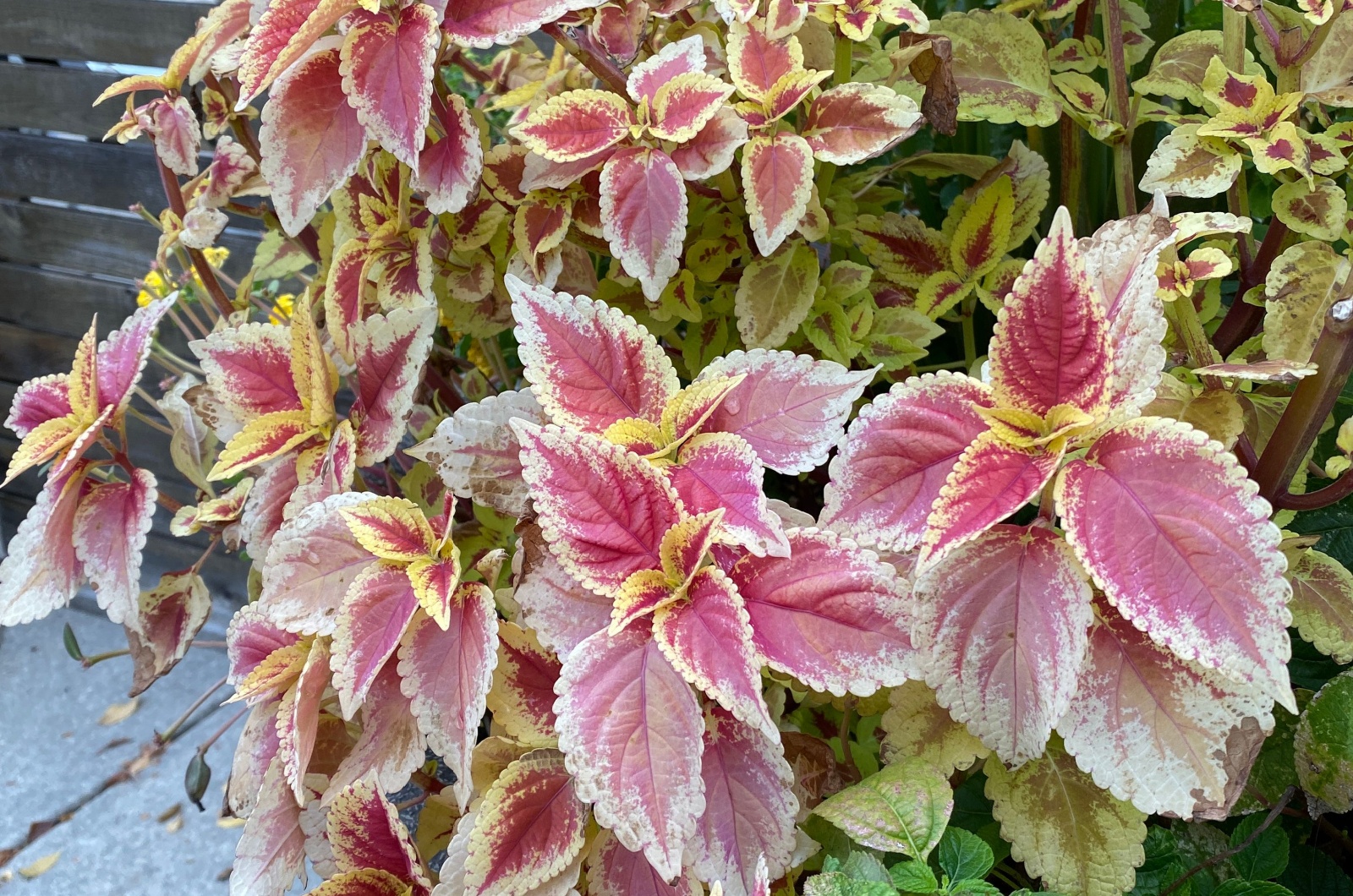 yellow coleus