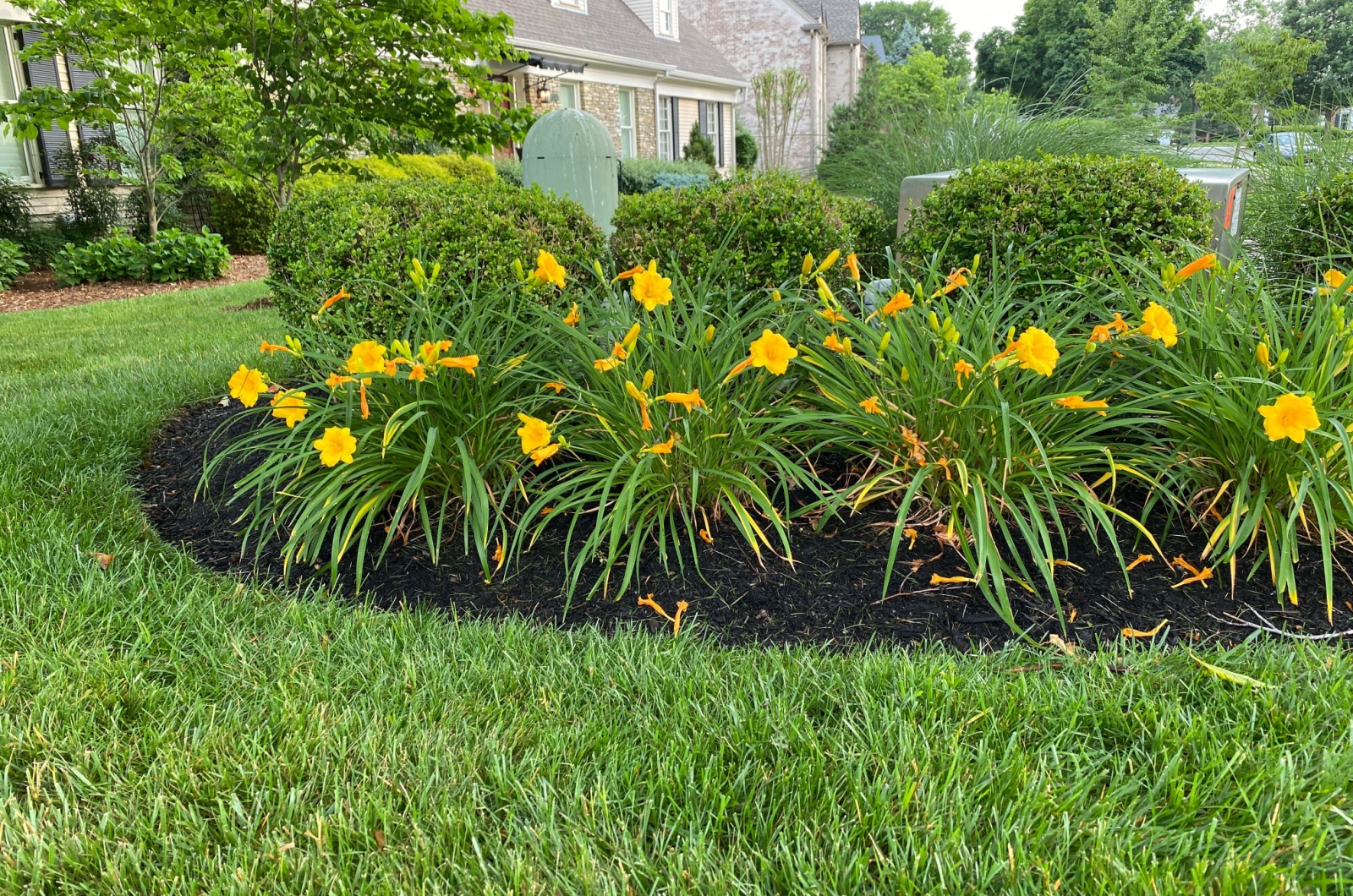 yellow flowers in garden