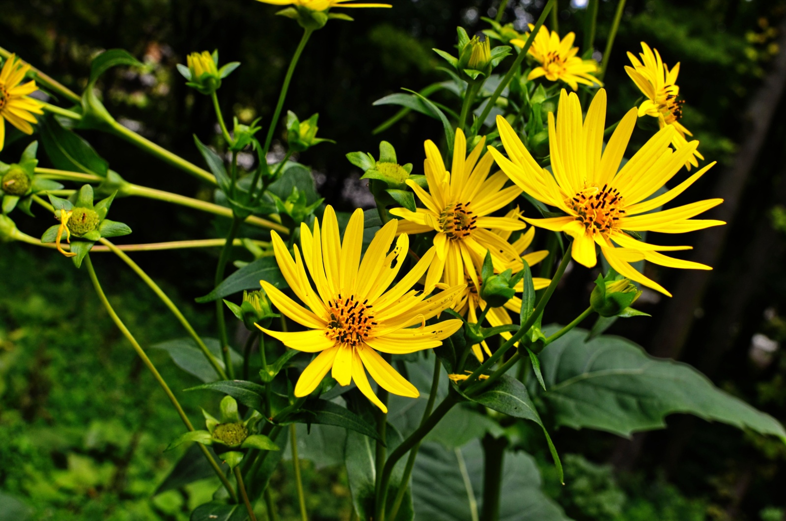 yellow flowers of the cup plant