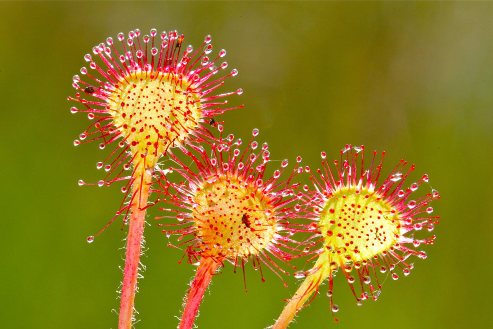 yellow red sundew drosera carnivorous plant