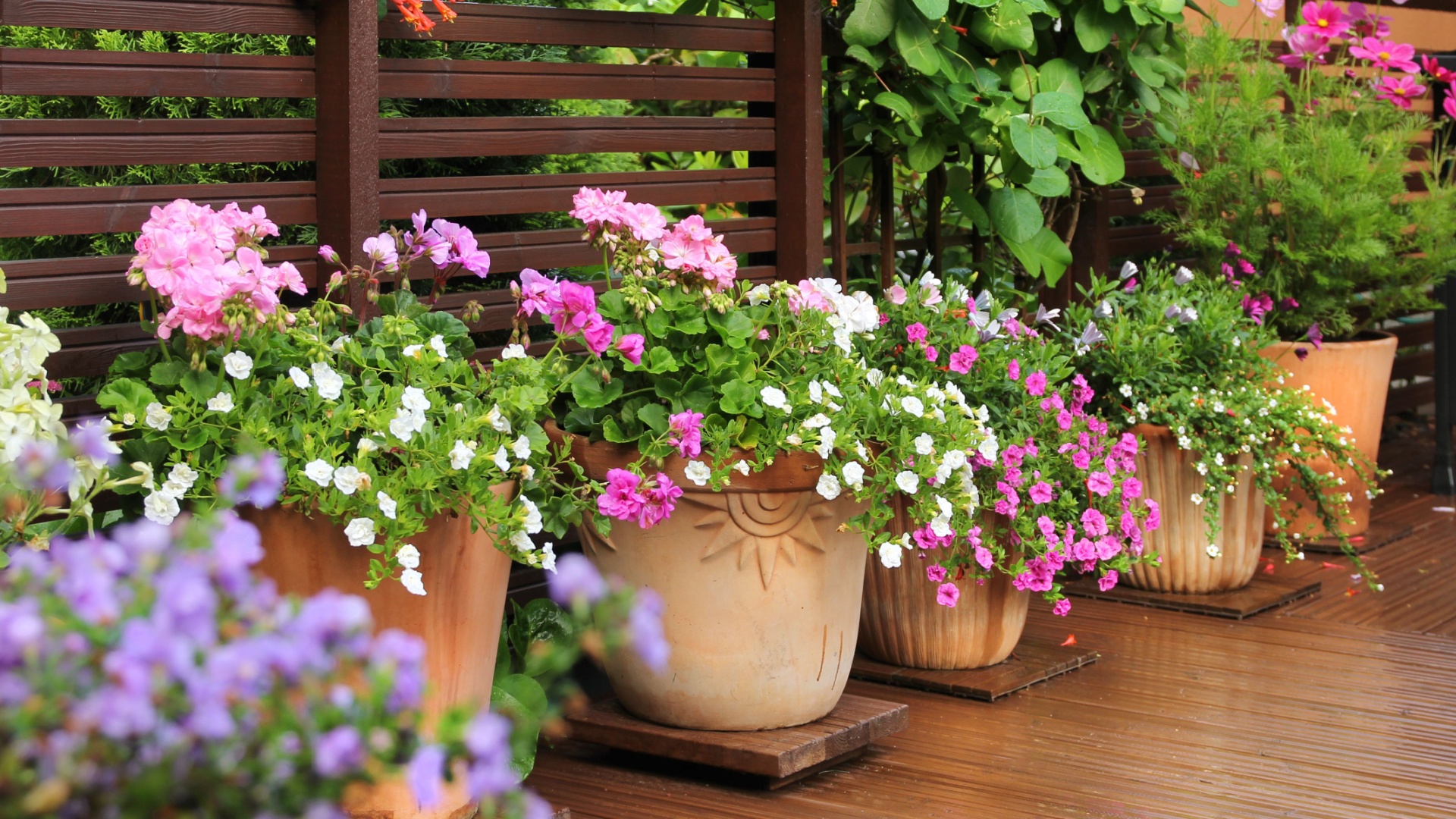 10 Adorable Plants You Can Add To Your Patio Planters For A Beautiful Display