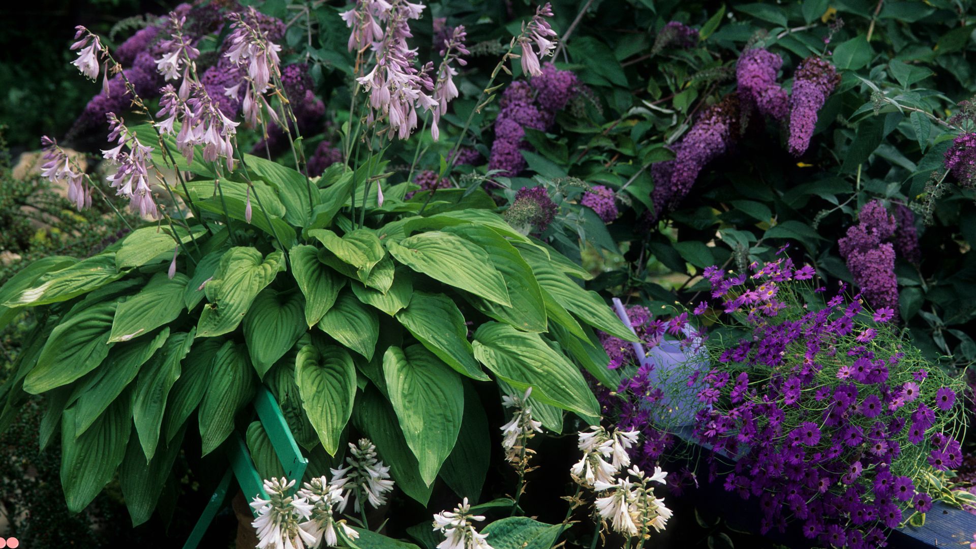 10 Indestructible Landscaping Plants That Thrive With Minimal Effort