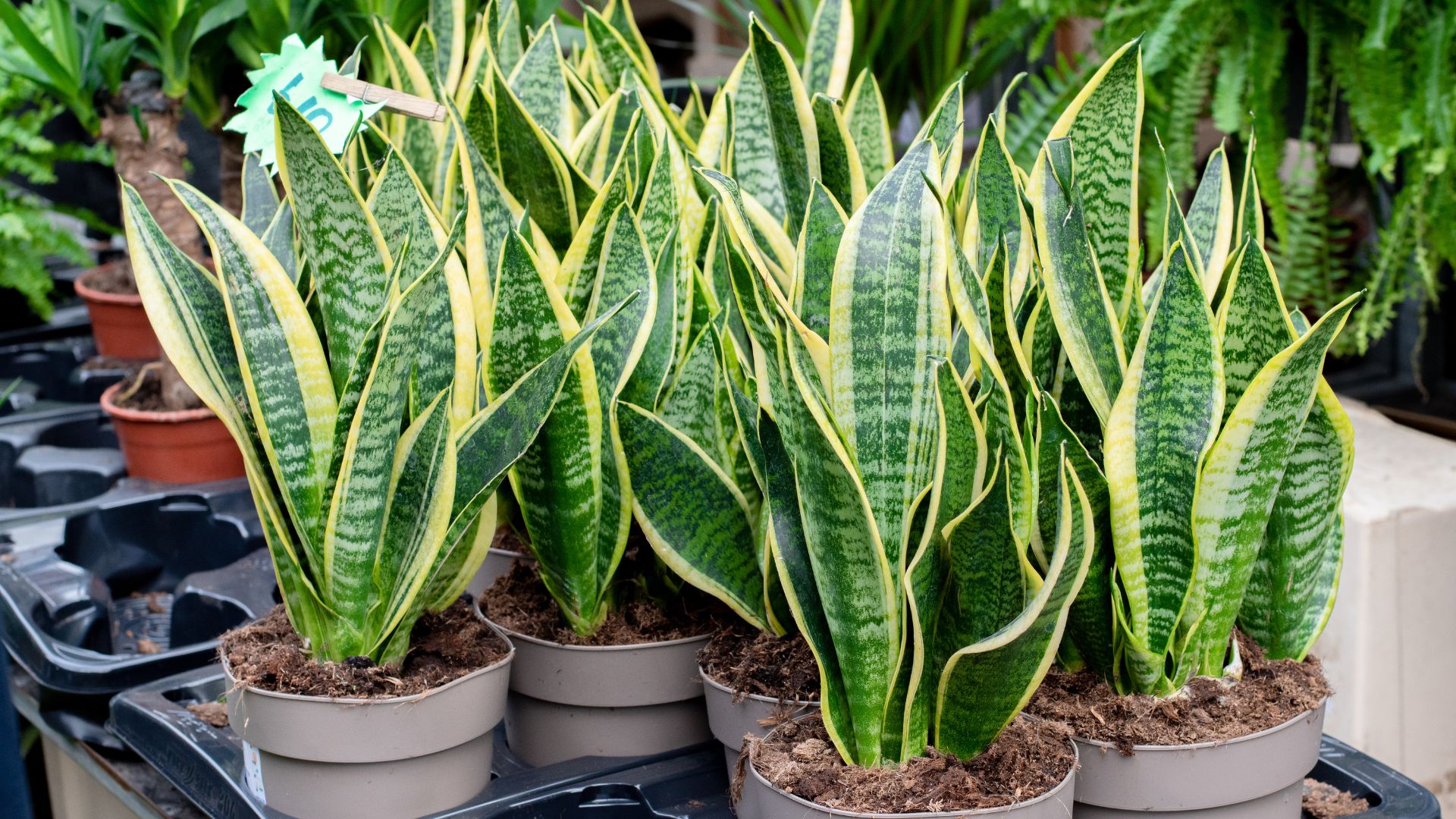 snake plants