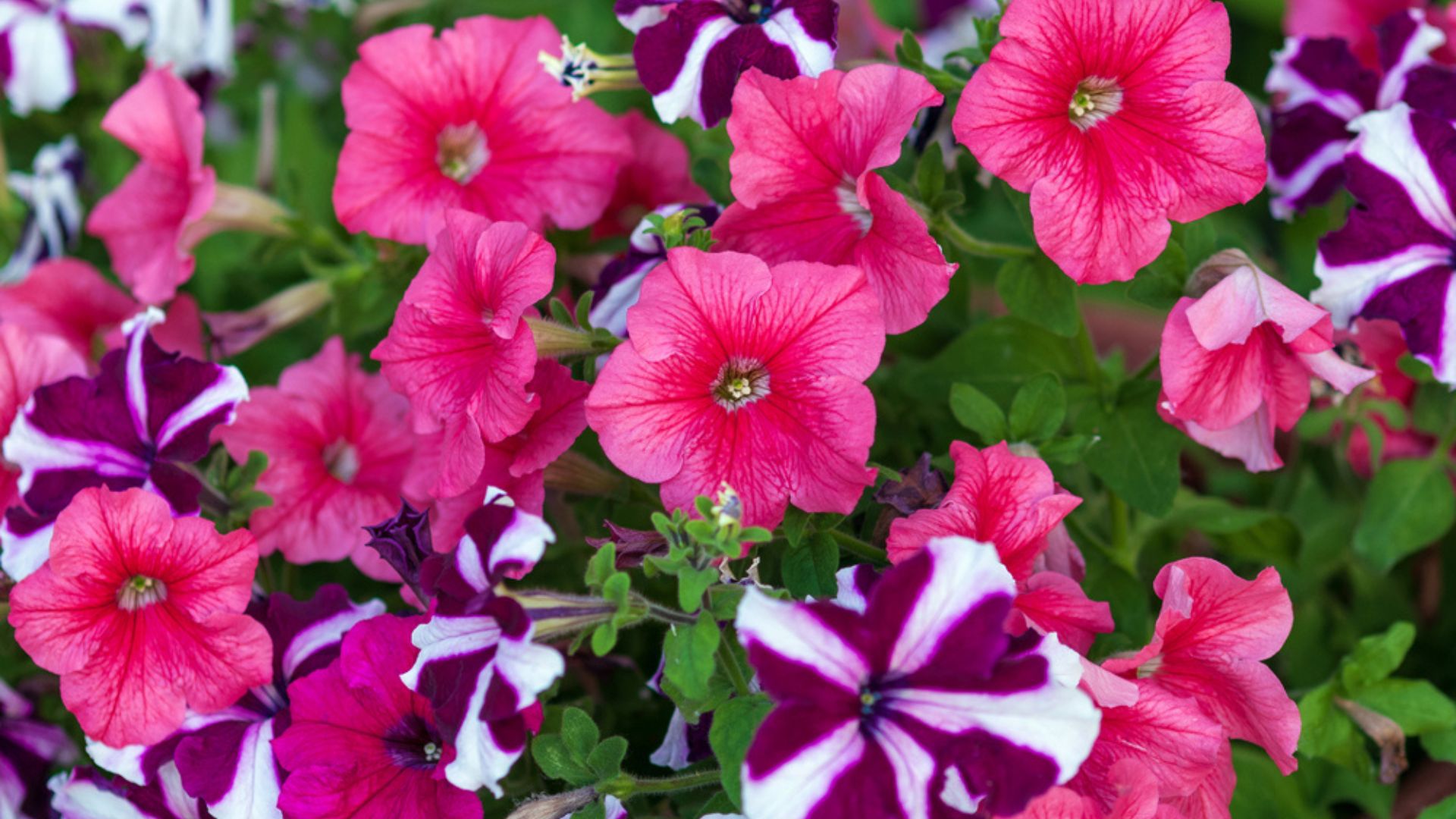 10 Plants You Should Plant Next To Your Petunias For A Show-Stopping Display