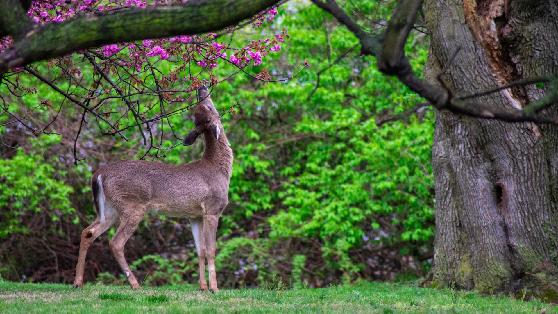 10 Plants You Shouldn’t Grow If Deer Are A Problem In Your Garden 