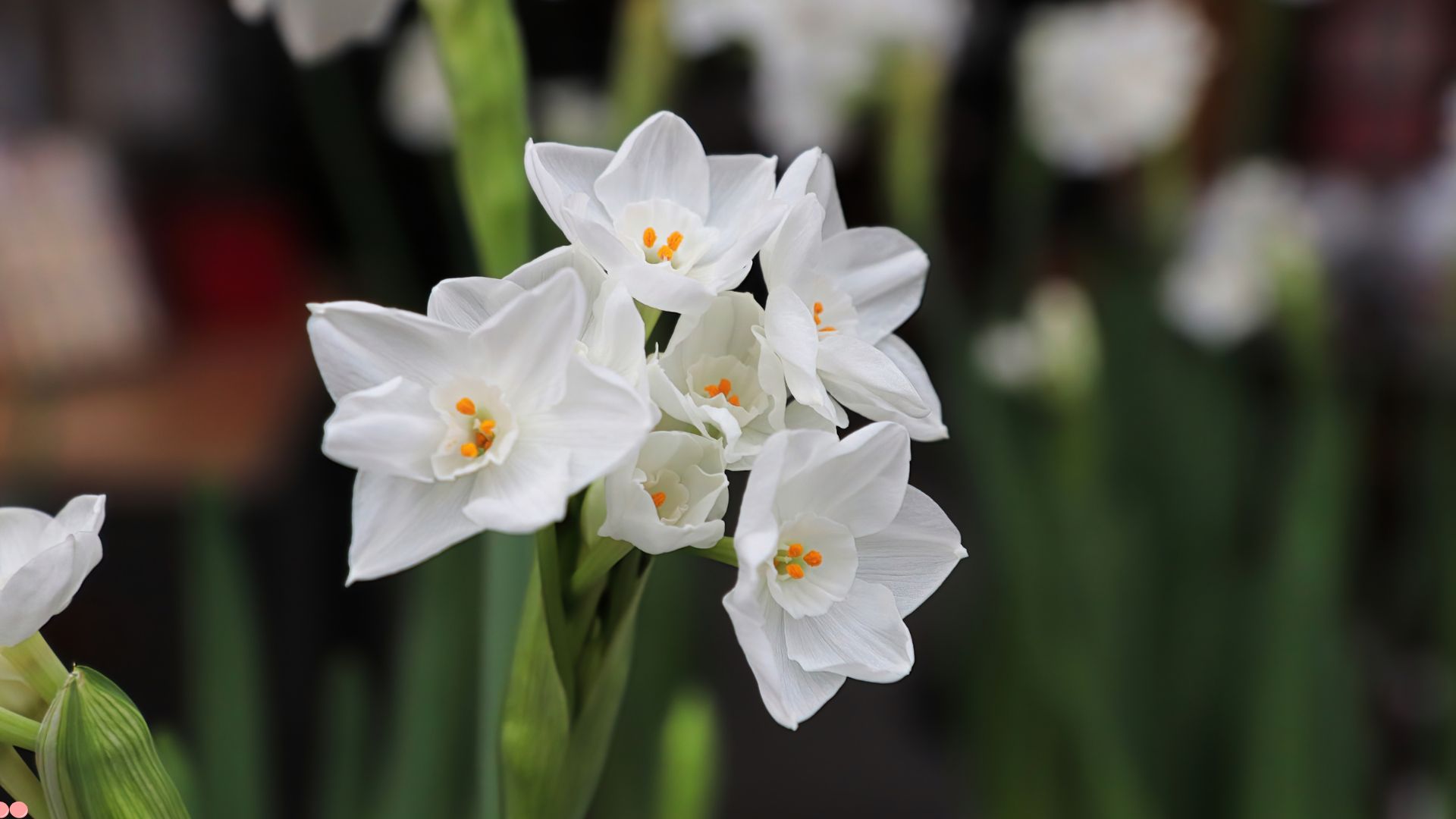 10 Smelly Houseplants You’ll Regret Bringing Indoors 