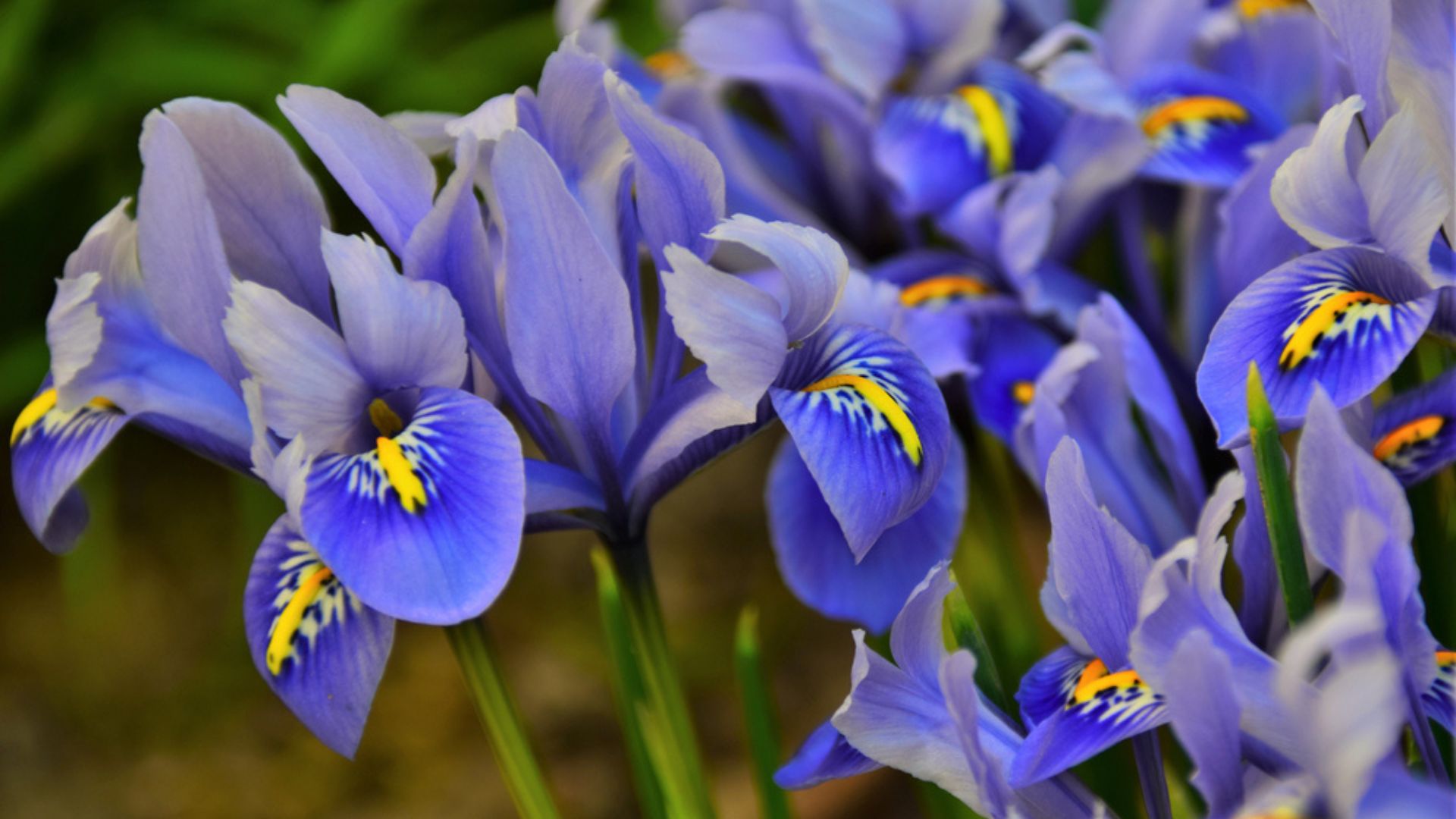 blue perennial flowers