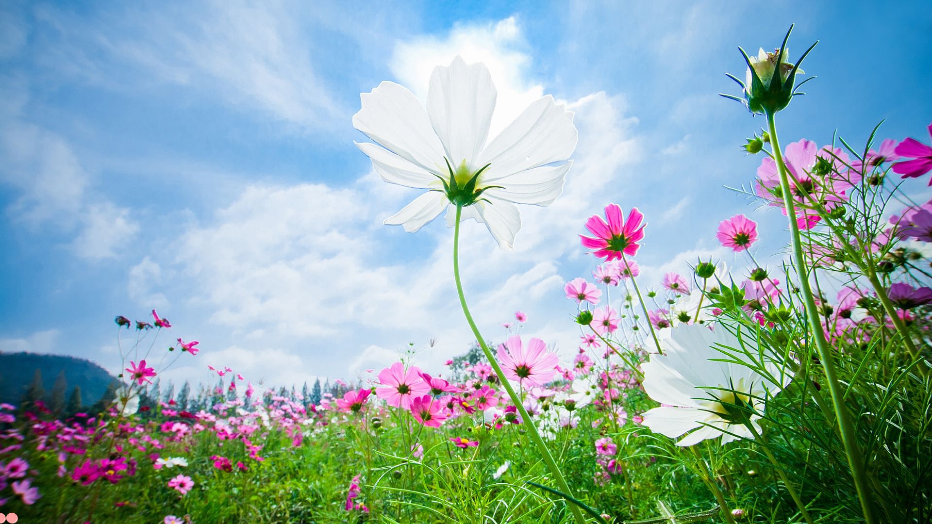 flowers in garden