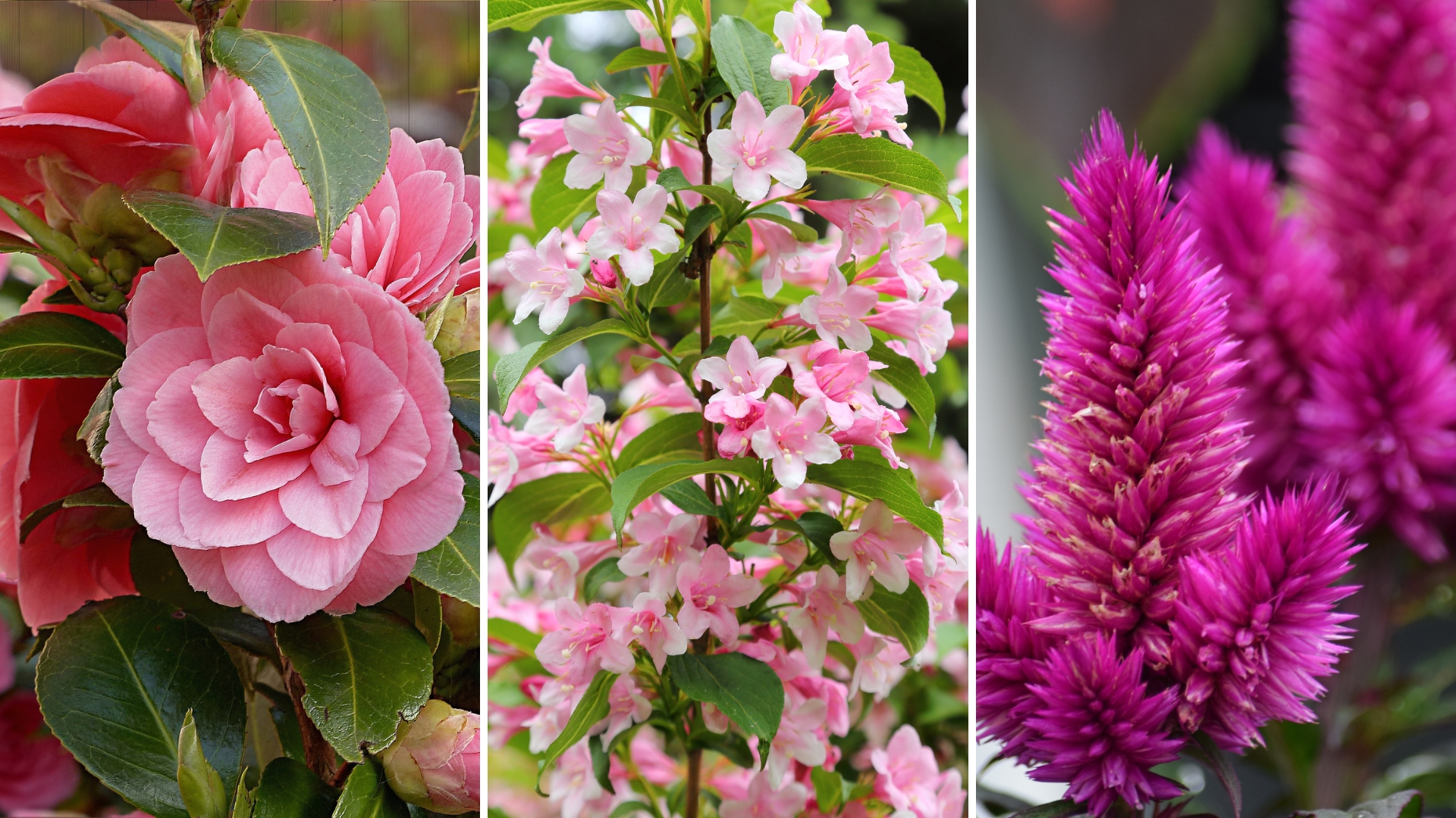 pink flowering shrubs