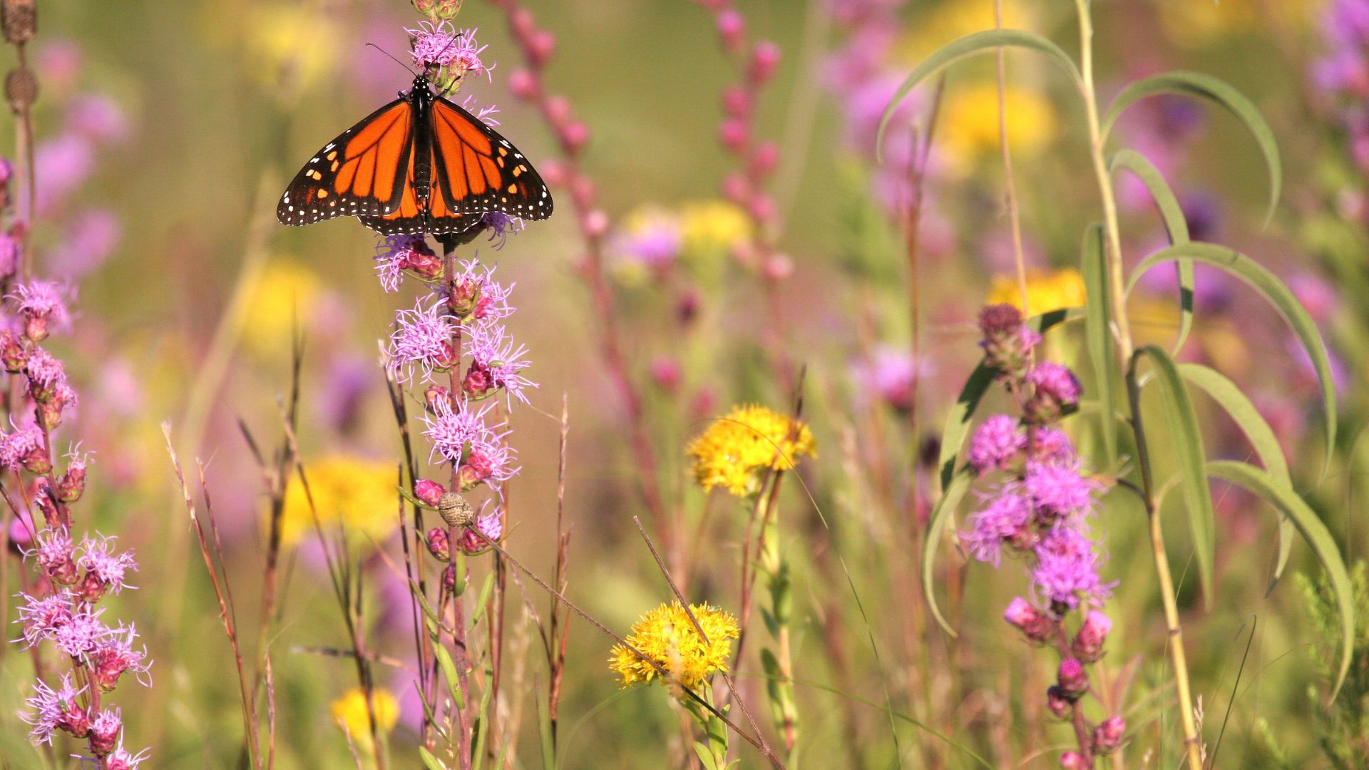 prairie flowers