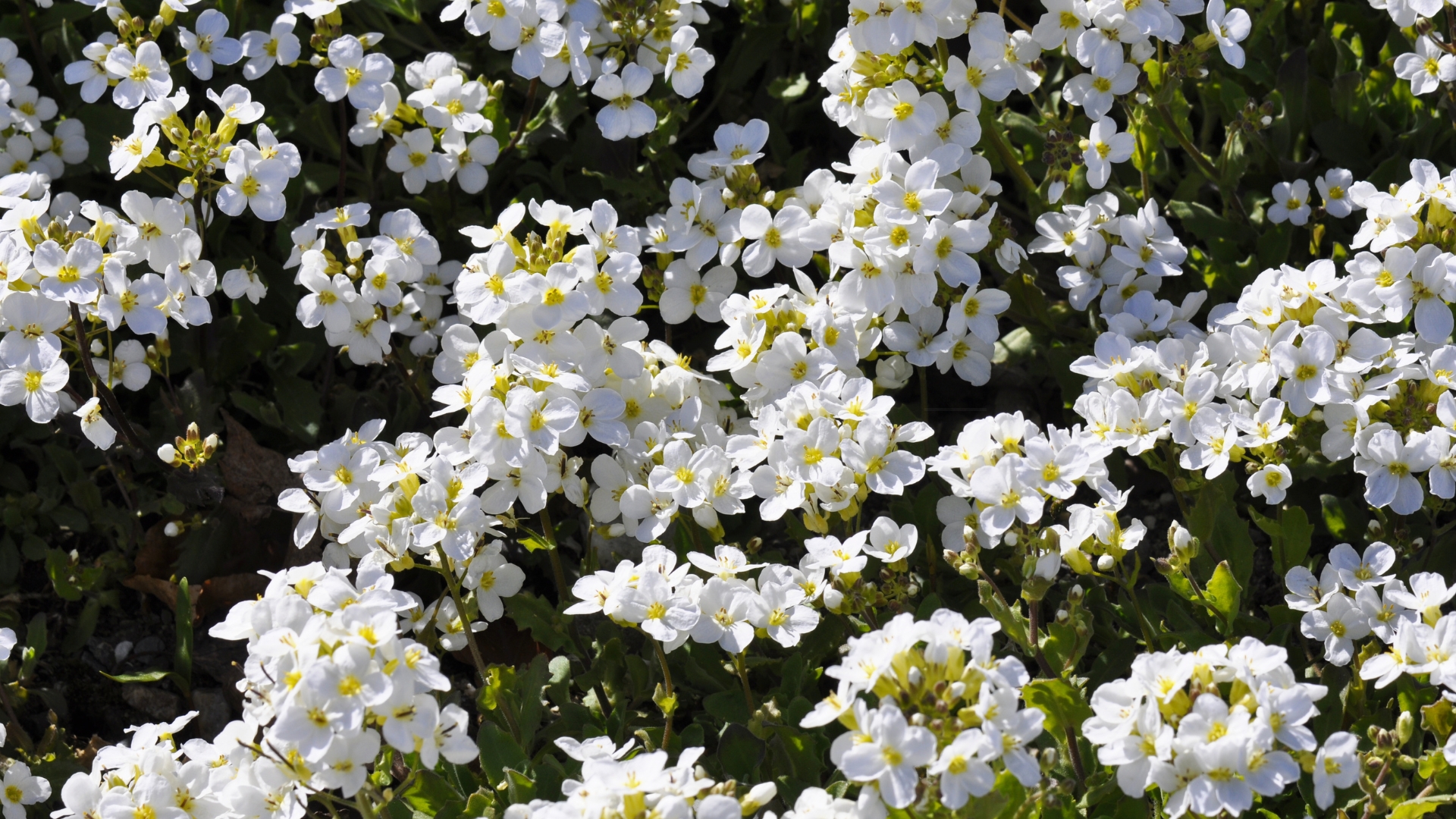 rock cress