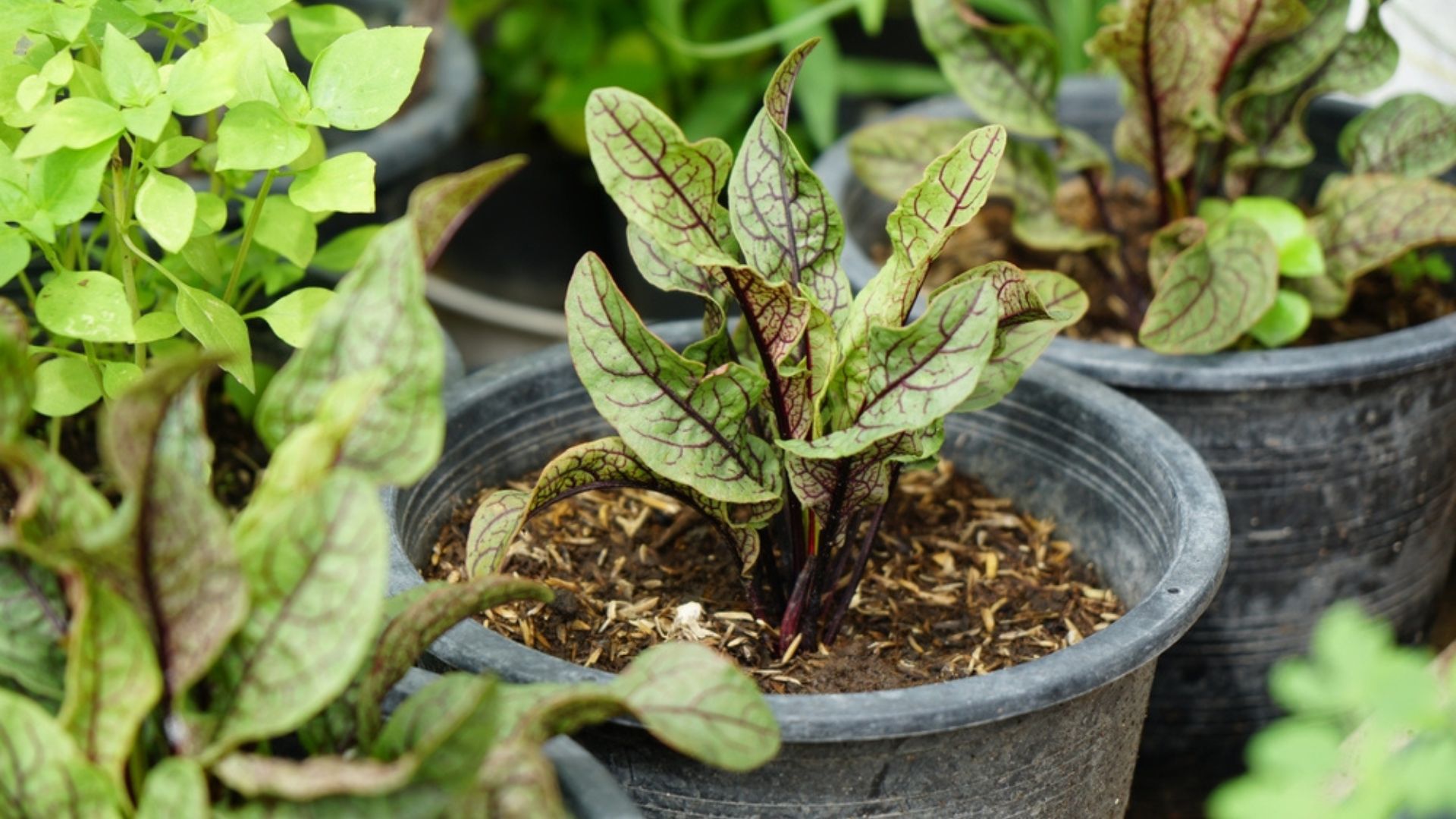 11 Perennial Vegetables And Herbs You Can Easily Grow In Pots