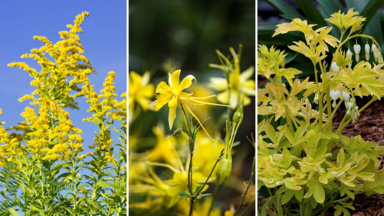 Yellow Perennials