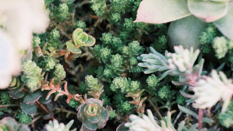 Decorative Sedum succulents growing in garden