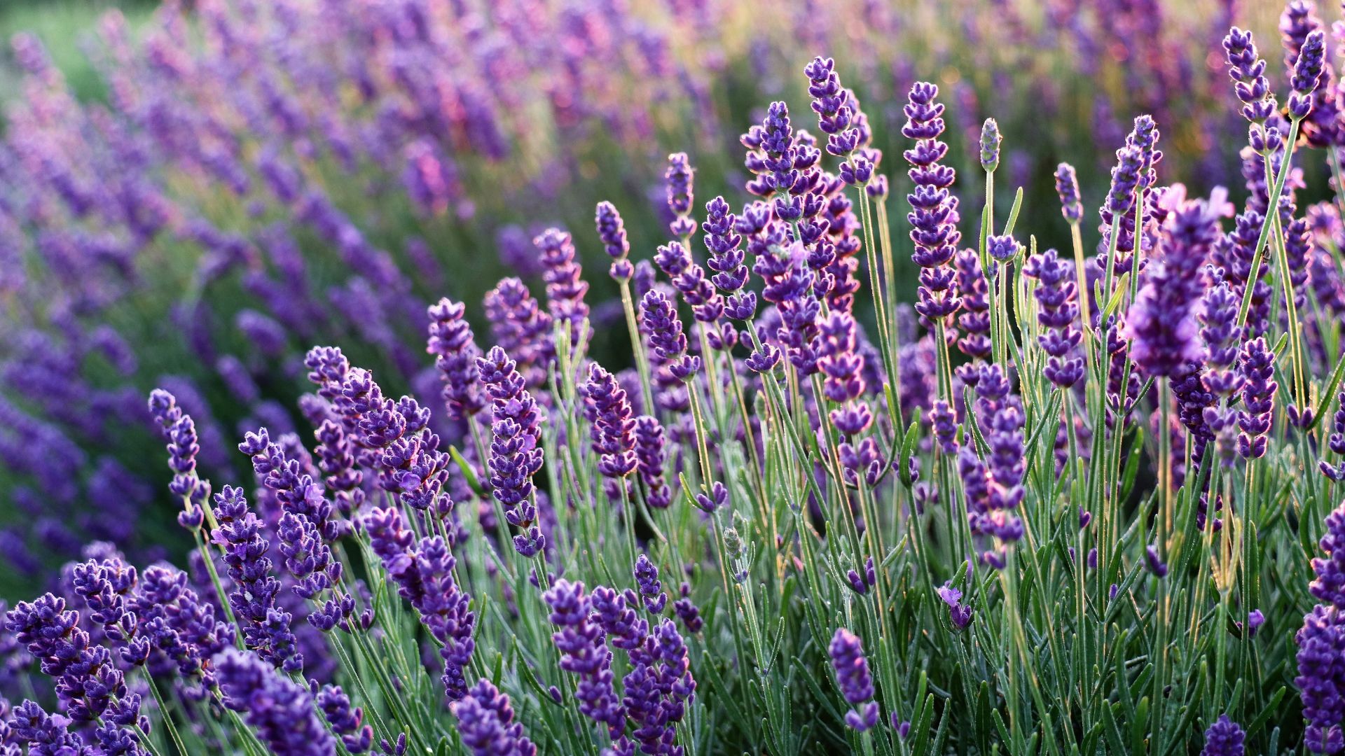 lavender field