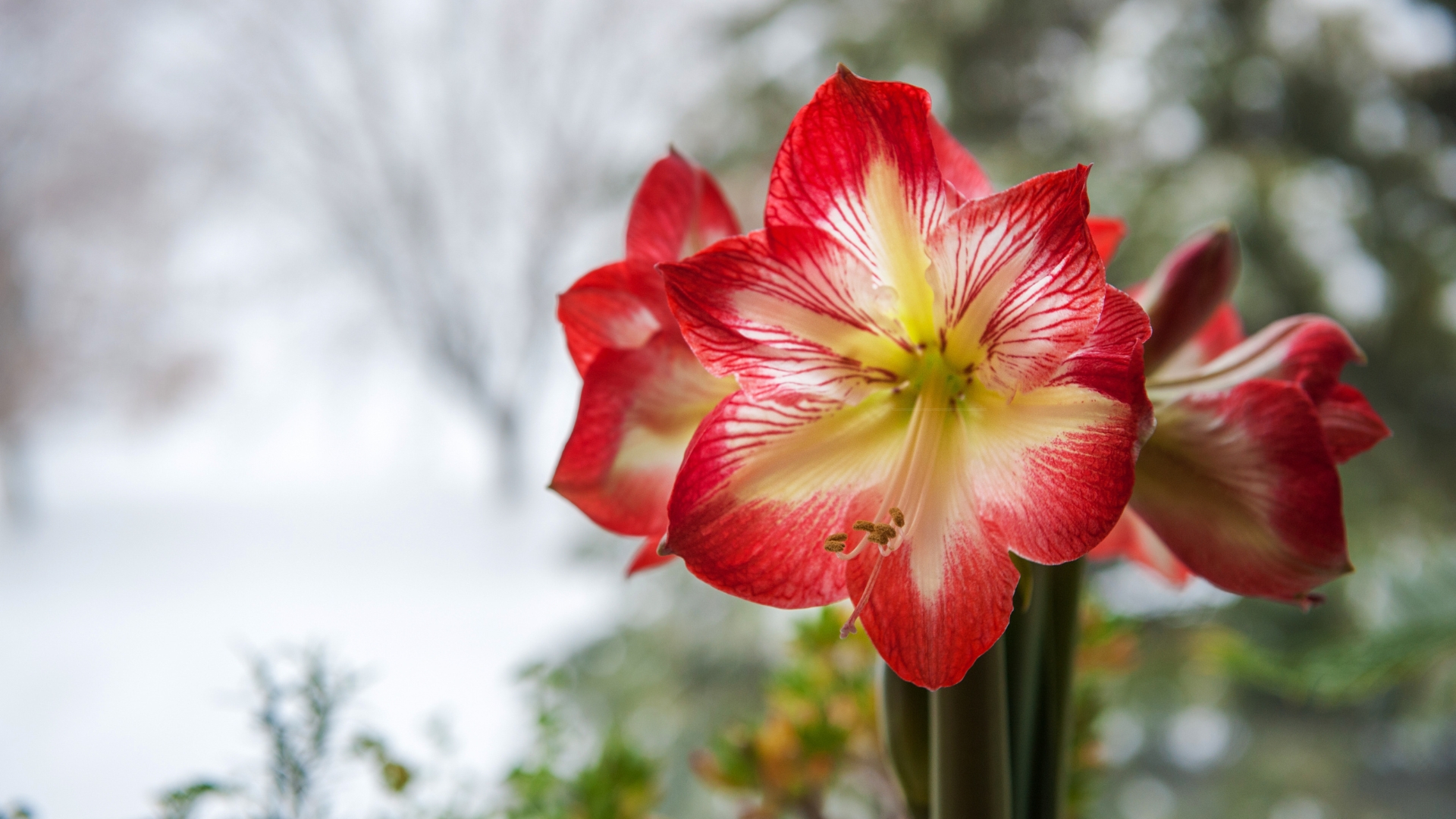 amaryllis bloom