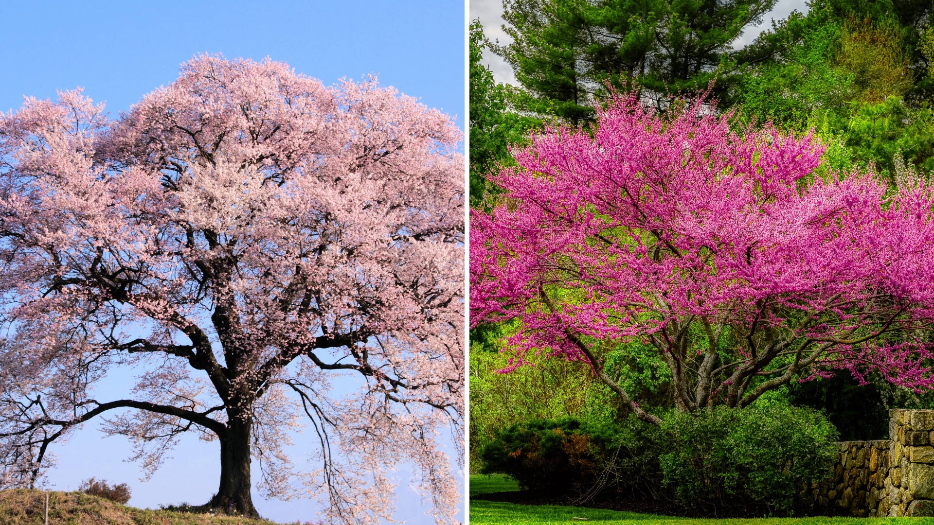 12 Stunning Fast-Growing Flowering Trees Perfect For Any Garden