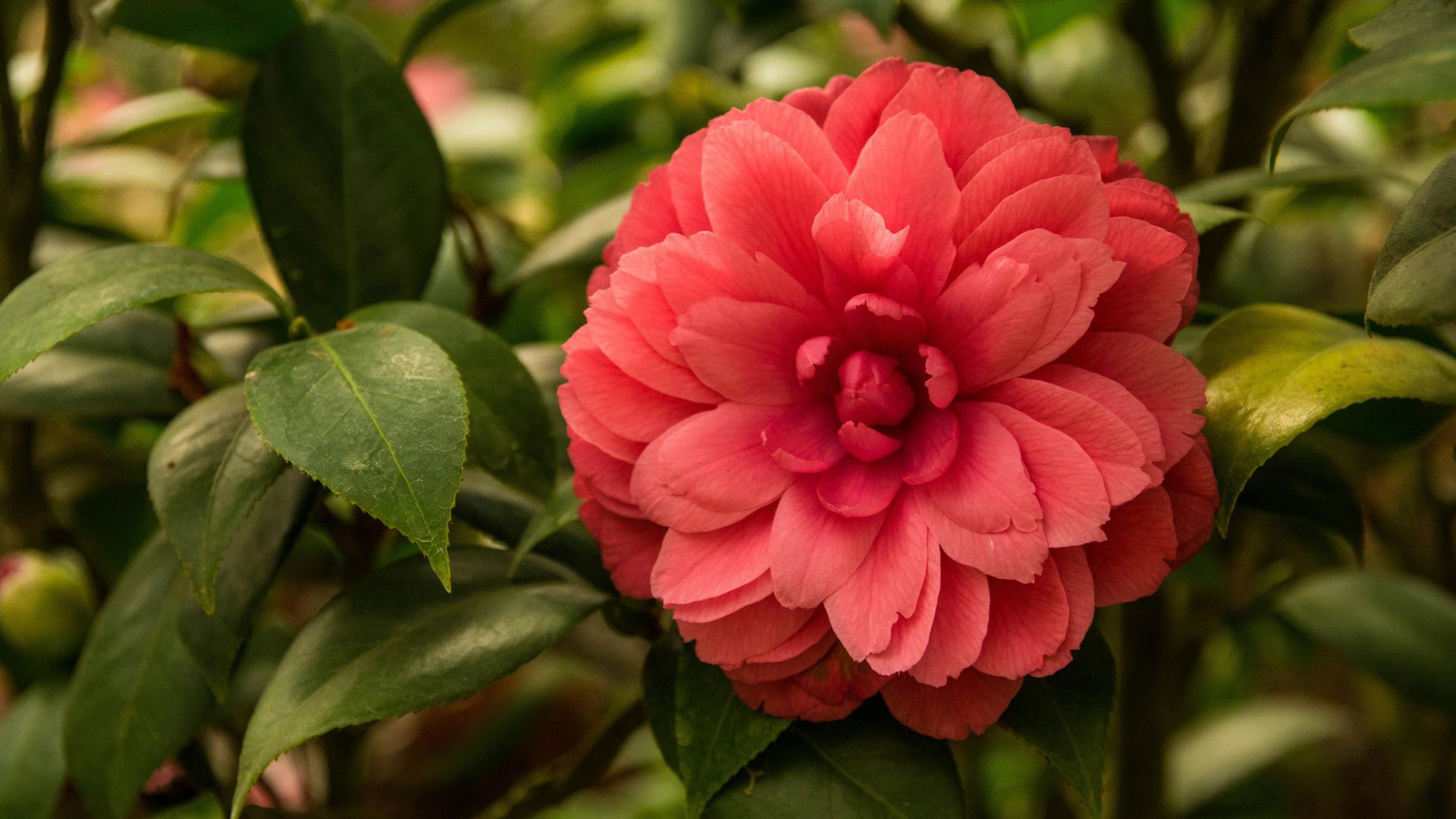 camellia shrub