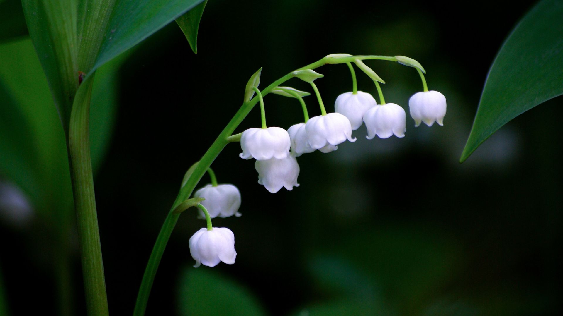 colorful flowers for shade