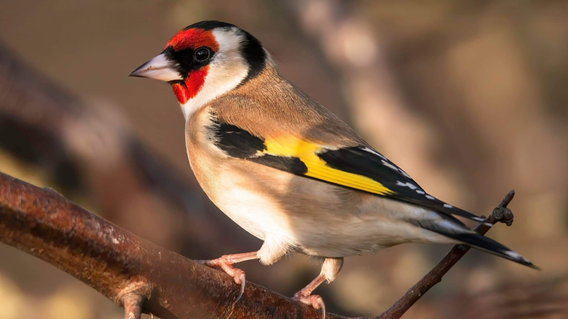 photo of a goldfinch