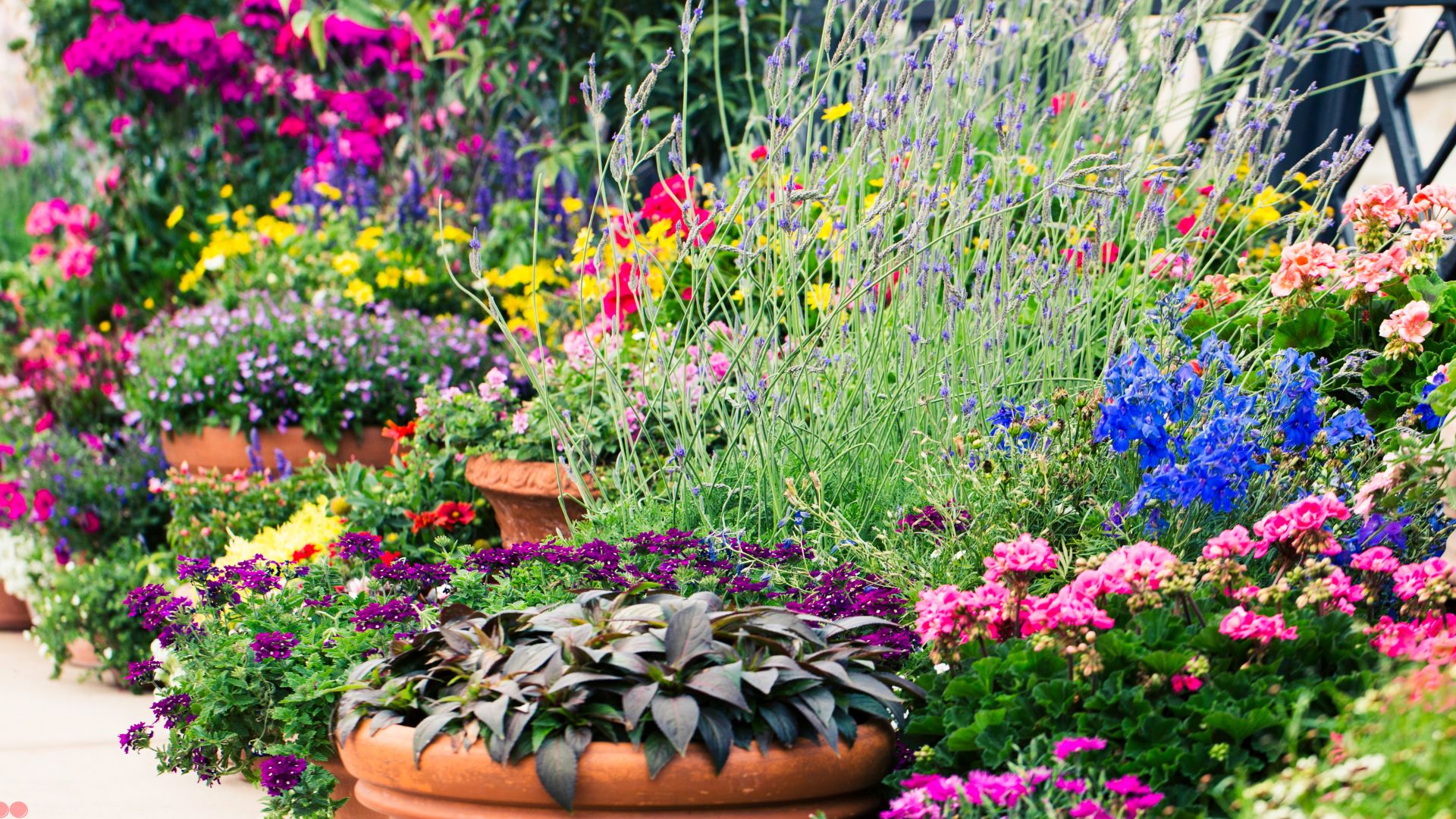 flowers in containers