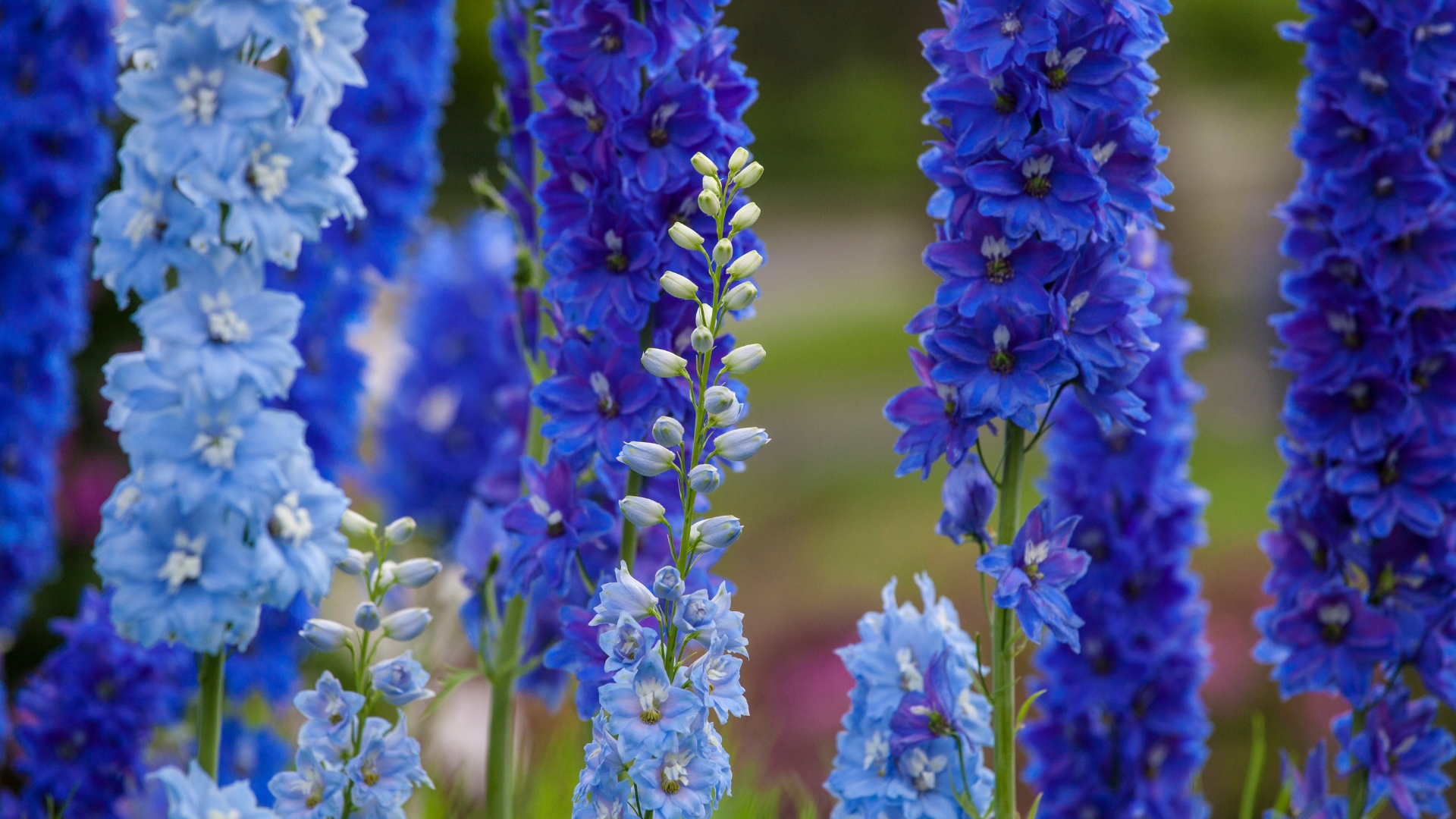 15 Stunning Blue Perennials That Will Make Your Garden Stand Out