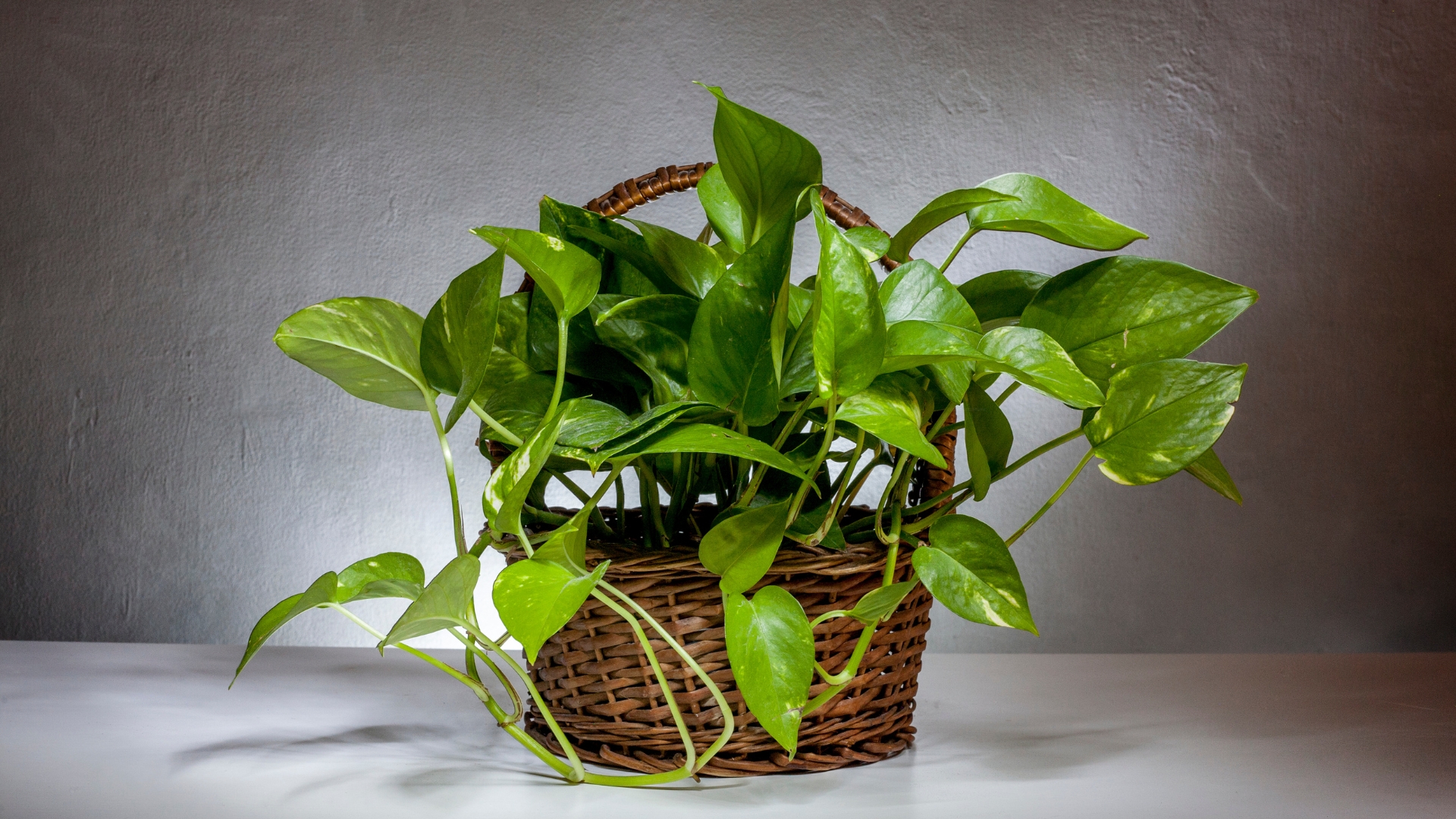 21 Different Types Of Pothos That Are Simply Breathtaking