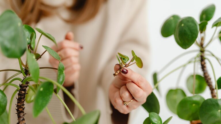 woman holds plants cutting
