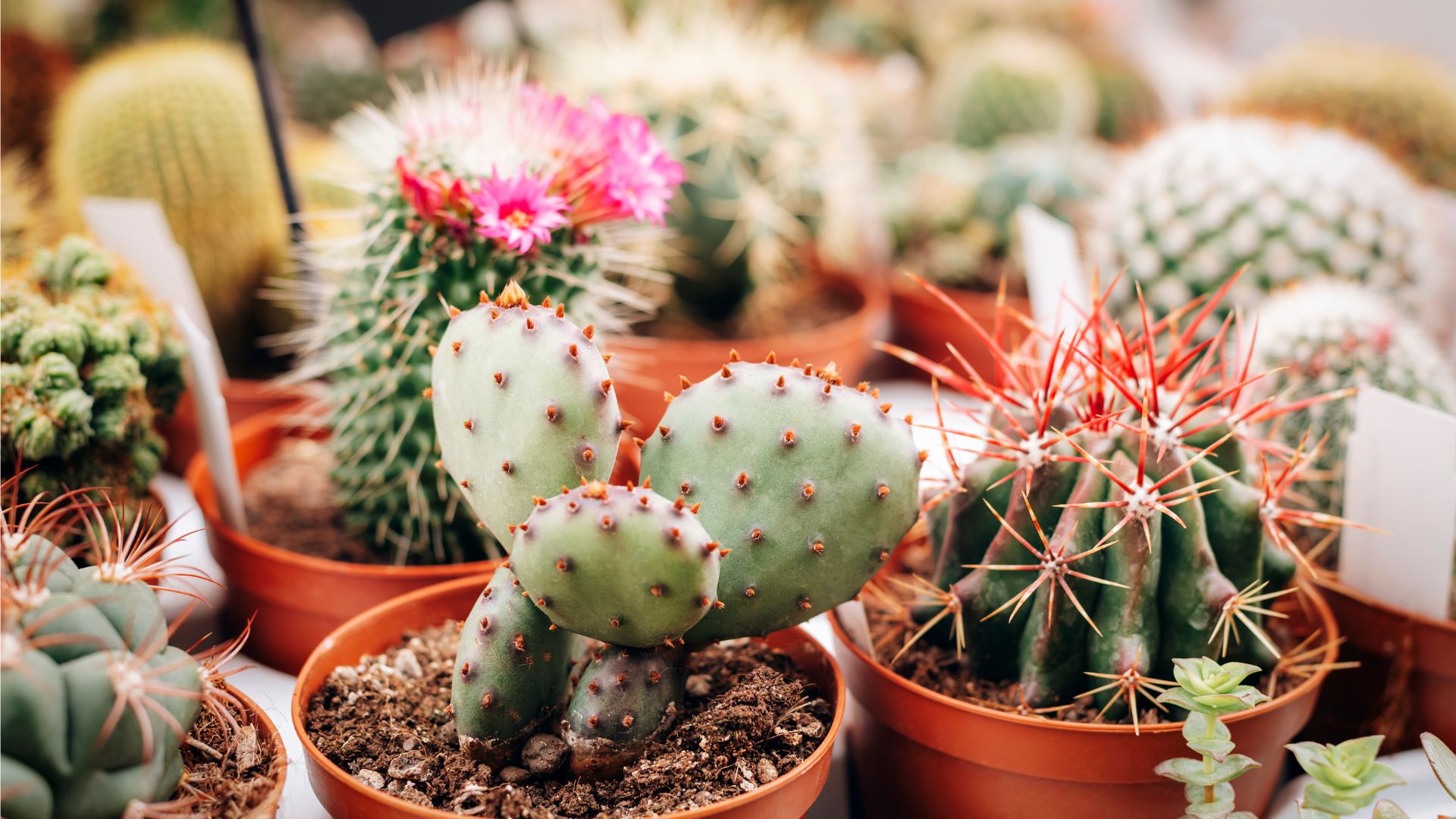 cactuses in plants