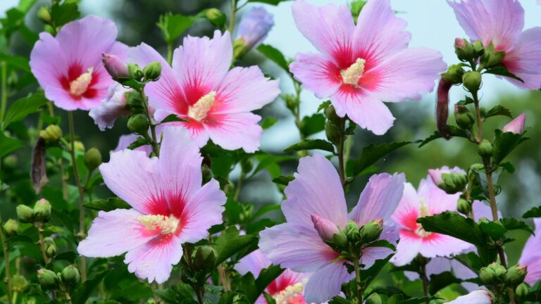 rose of sharon