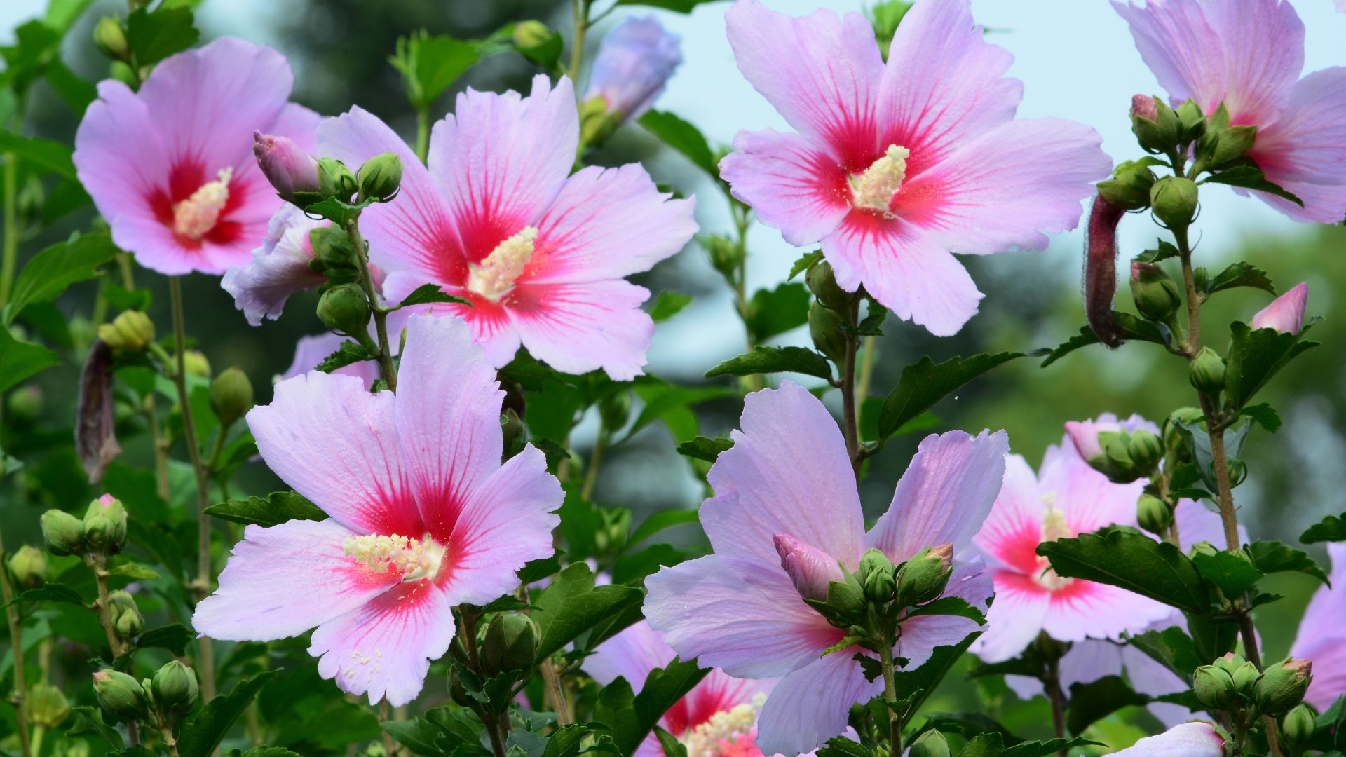 3 Stunning Rose Of Sharon Varieties That Will Attract Hummingbirds To Your Garden