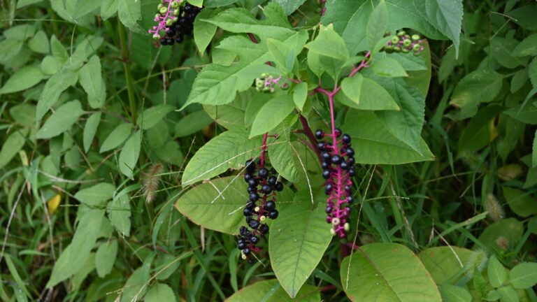 Pokeweed