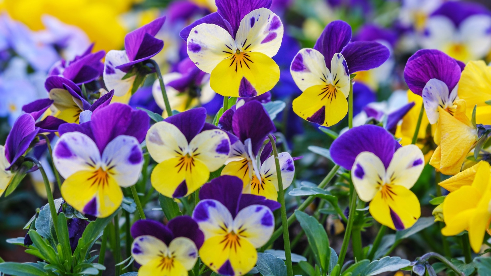 Violas