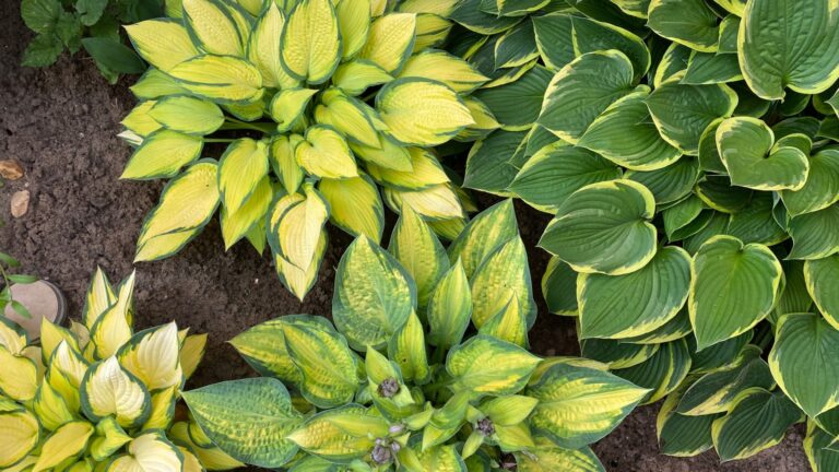 Hosta plant