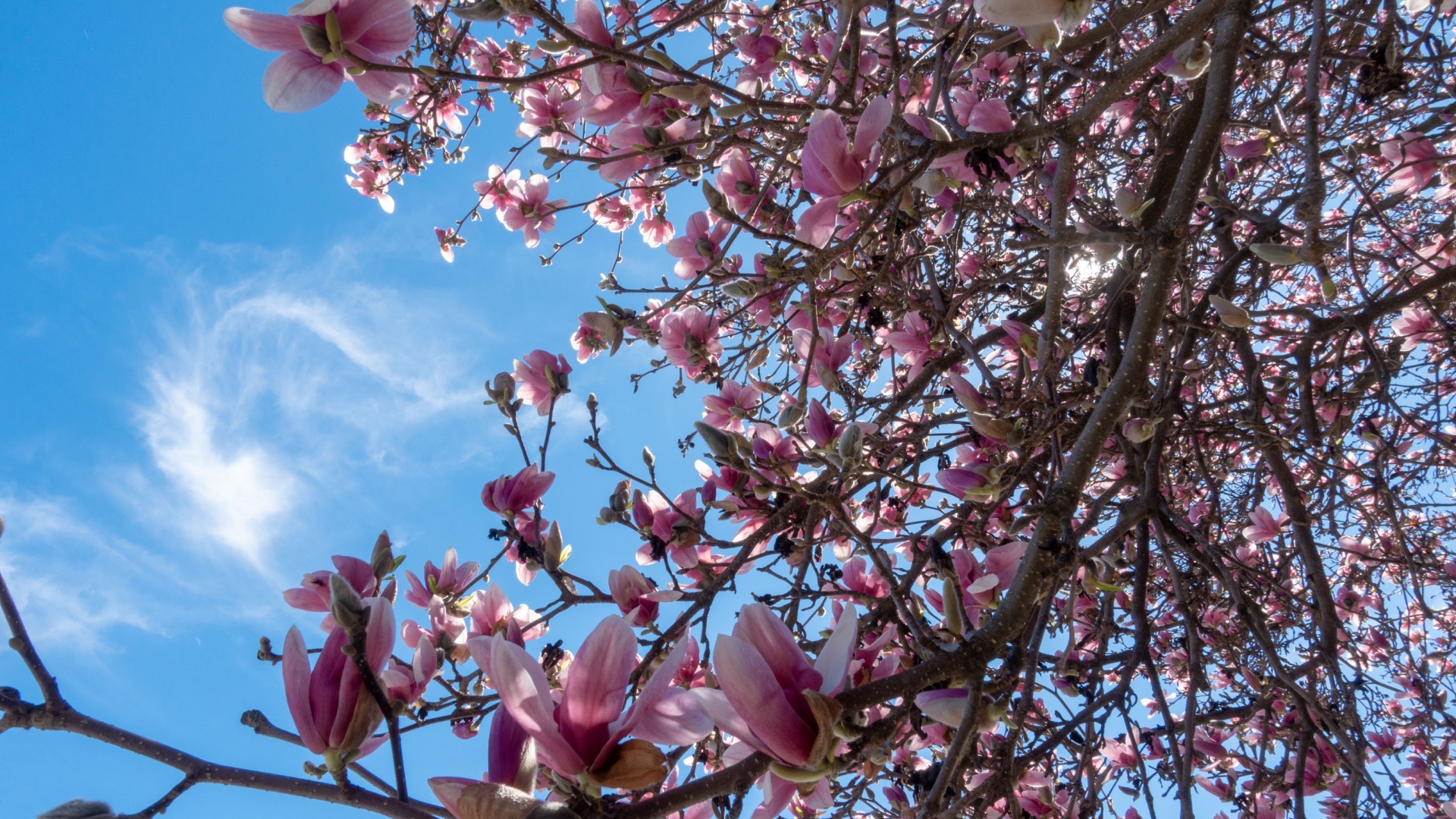 sweetbay magnolia tree