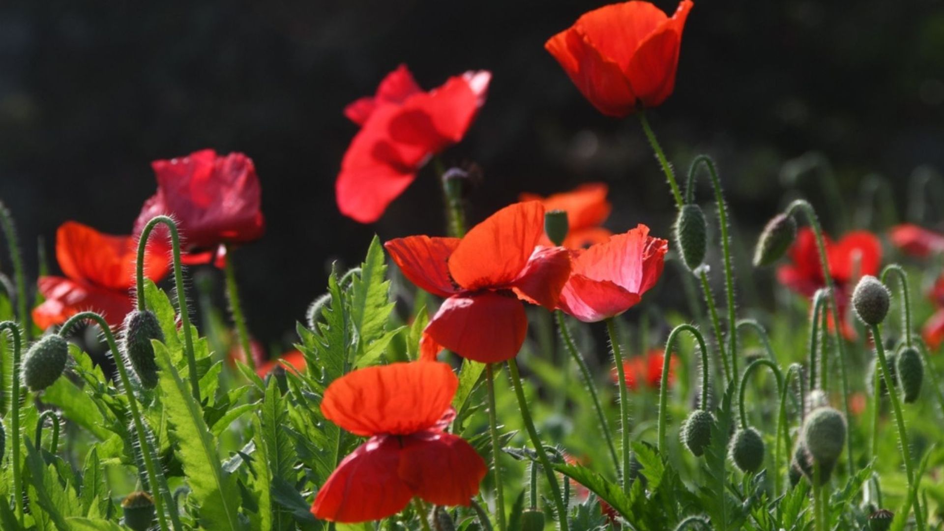 poppy field