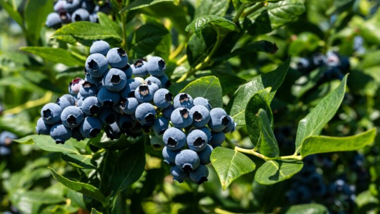 blueberry bush