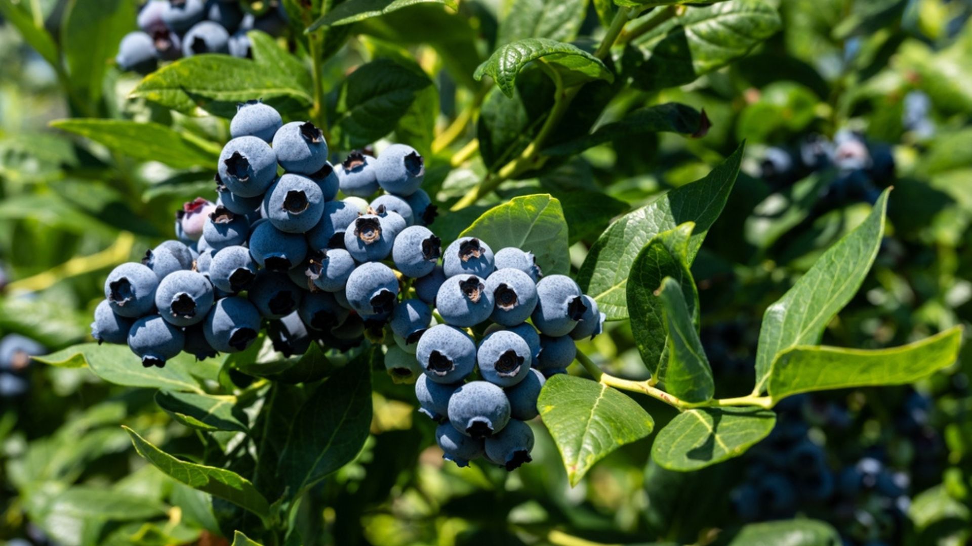 10 Biggest Mistakes You Can Make While Growing Blueberry Bushes