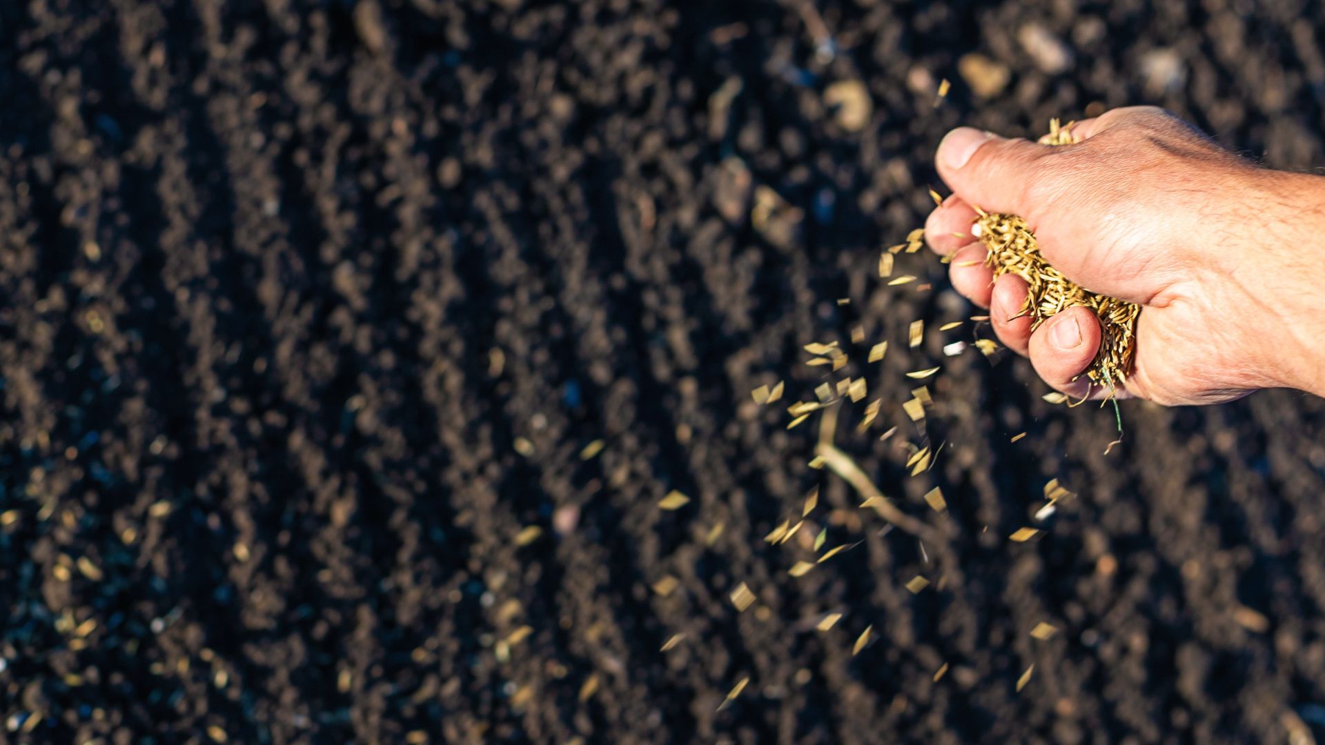 5 Creative Ways To Reuse Old Grass Seeds