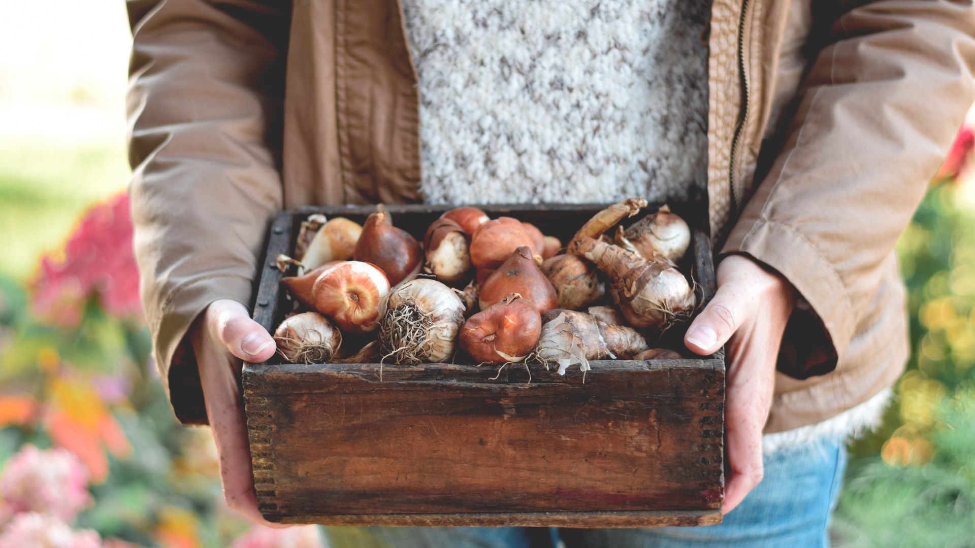 Woman holding wooden crate with spring flower bulbs ready for fall planting