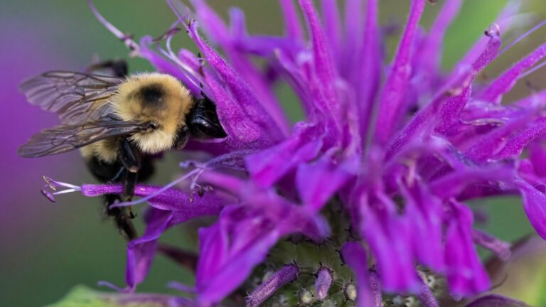 perennial flowers that attract bees