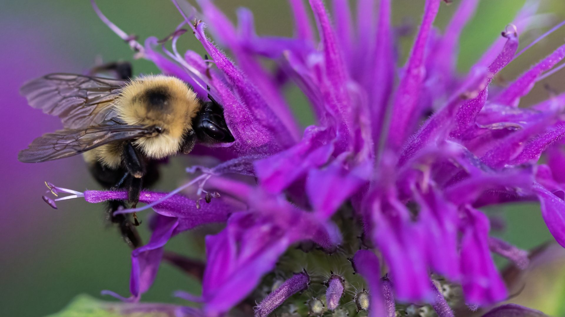 5 Perennial Flowers That Will Attract Bees To Your Garden Season After Season 