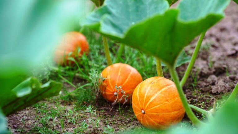 companion plants for bee balm