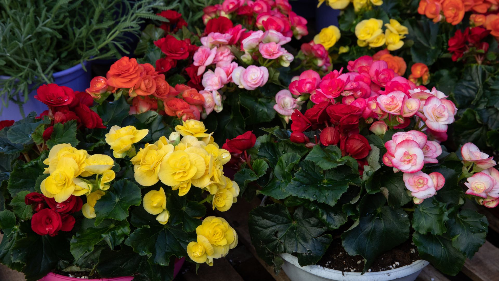 5 Popular Landscaping Plants You Need In Your Garden This Season