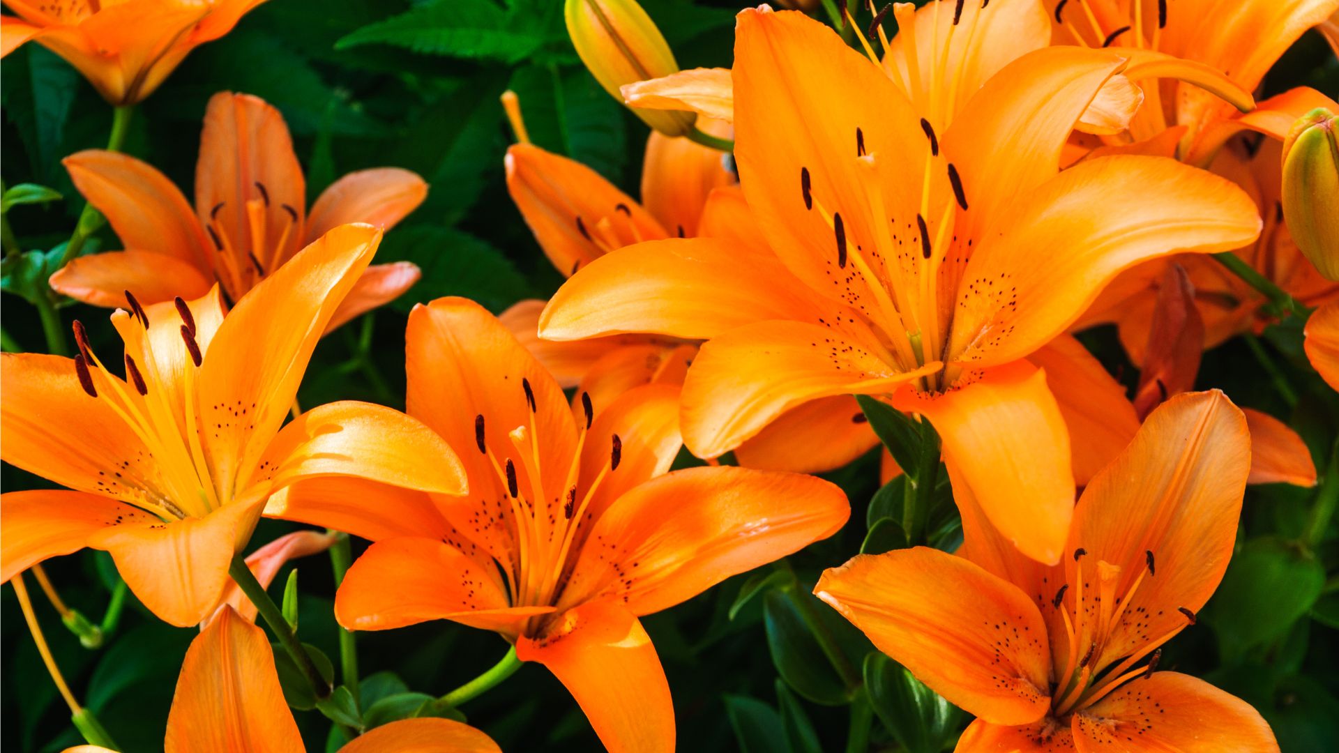 5 Pretty Flowers You’ll Wish You Never Planted In Your Garden