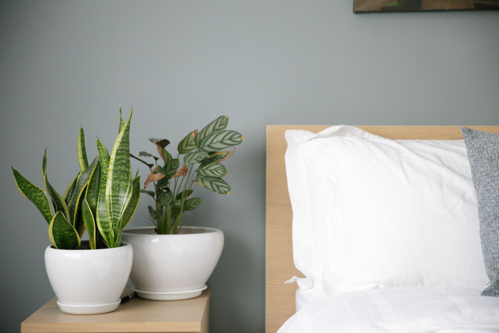 6 Amazing Reasons Why You Should Keep A Snake Plant In Your House