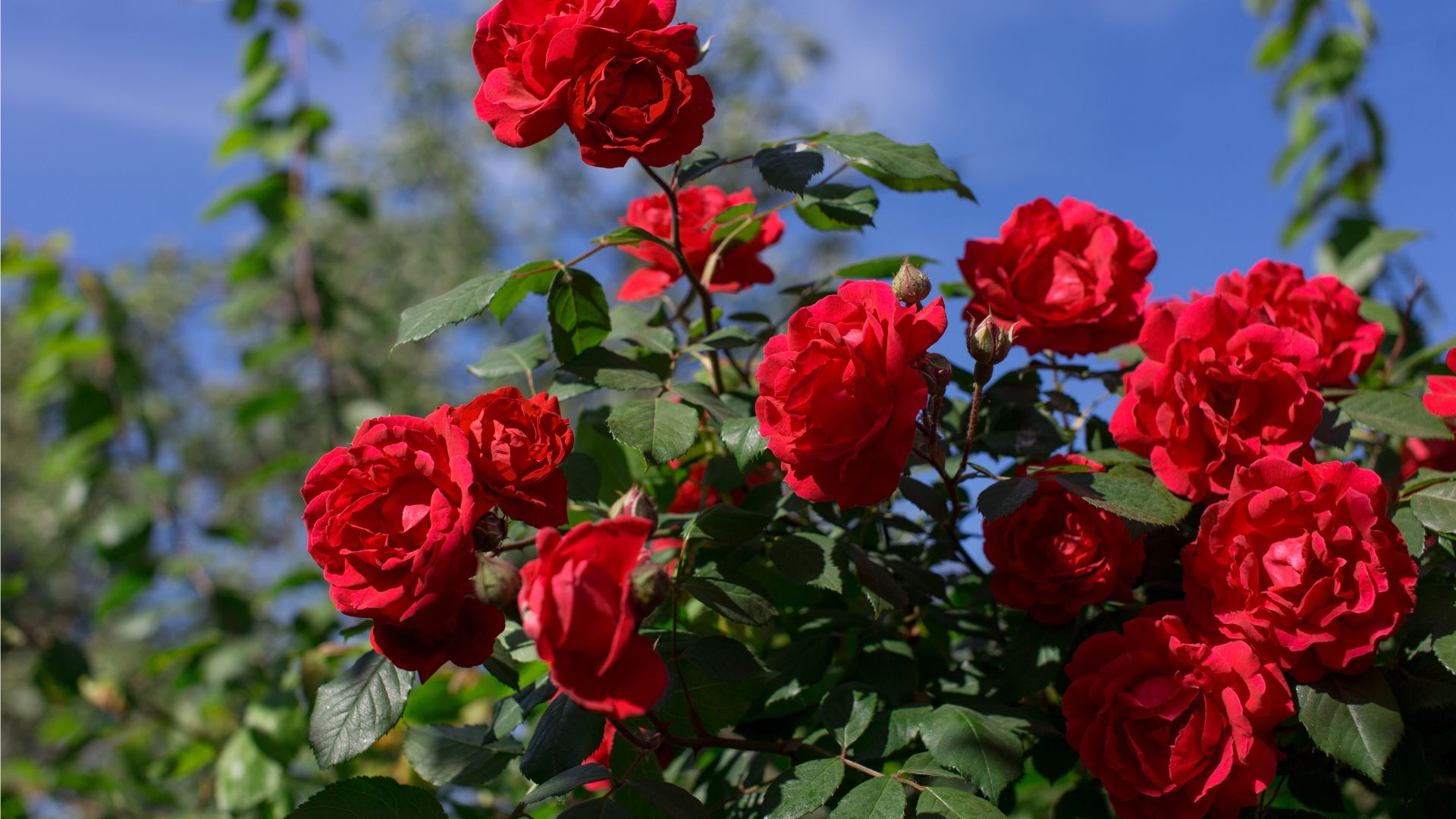 6 Plants You Should Never Grow Near Roses If You Want Them To Truly Shine