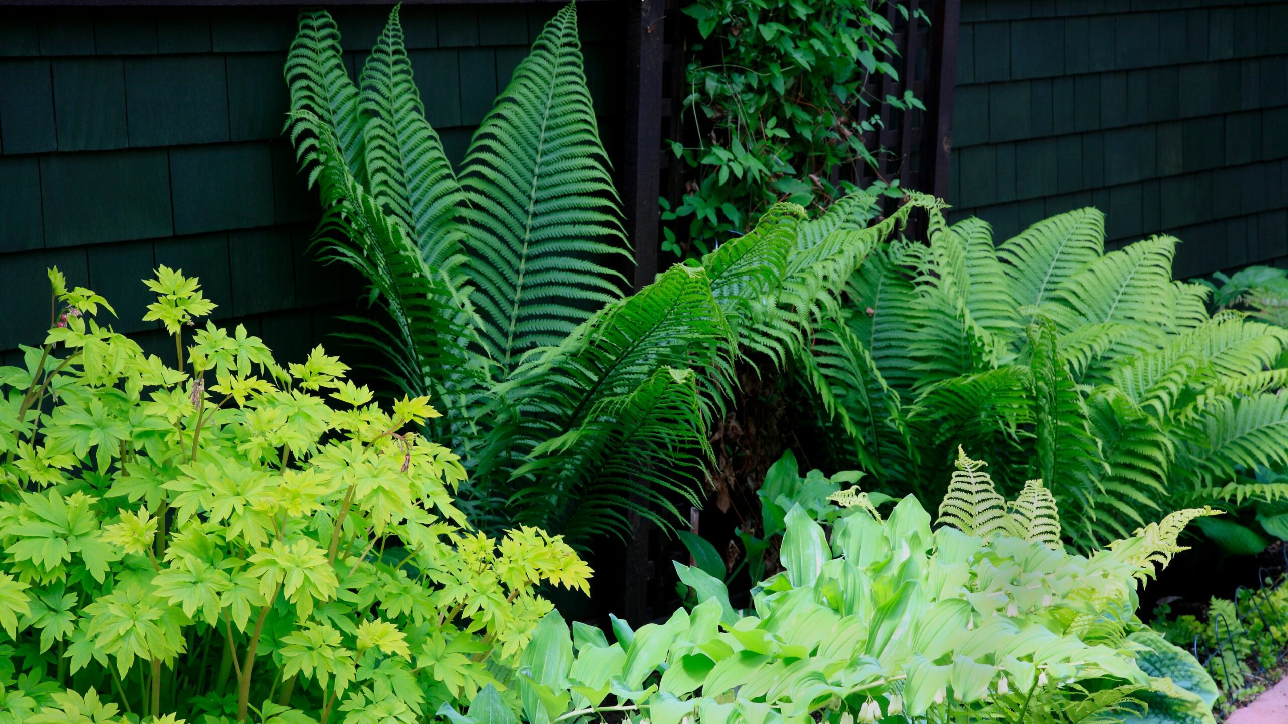 shade plants