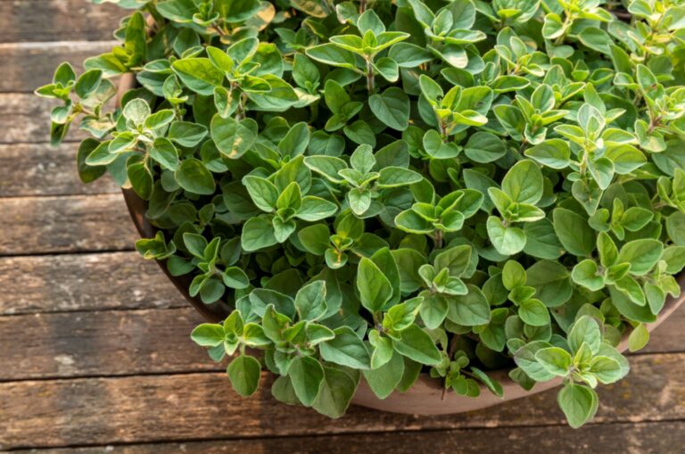 Oregano plant